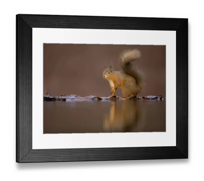 Framed Print : Red squirrel (Sciurus vulgaris) at woodland pool, Dumfries, Scotland, UK, January Framed Print : Red squirrel (Sciurus vulgaris) at woodland pool, Dumfries, Scotland, UK, January