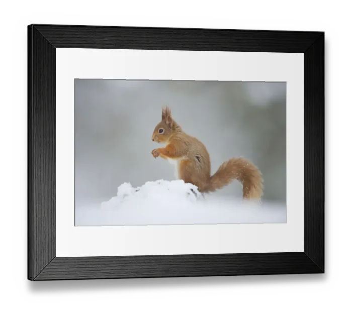 Framed Print : Red Squirrel (Sciurus vulgaris) adult in profile on snow. Cairngorms National Park Framed Print : Red Squirrel (Sciurus vulgaris) adult in profile on snow. Cairngorms National Park