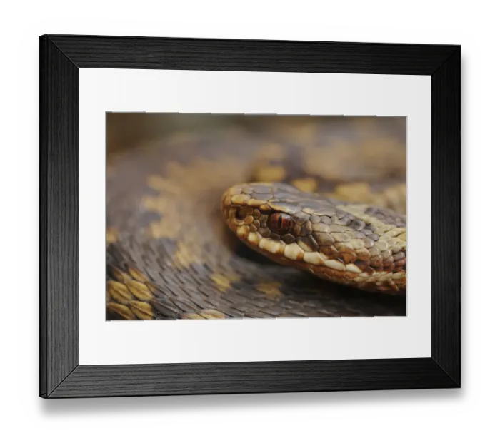 Framed Print : European Adder (Vipera berus) portrait of a female. Aberdeenshire, Scotland, May Framed Print : European Adder (Vipera berus) portrait of a female. Aberdeenshire, Scotland, May