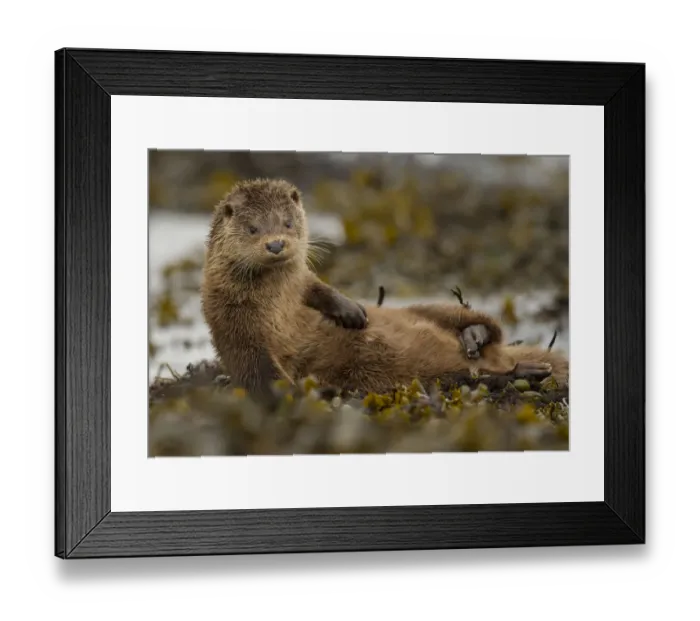 Framed Print : Otter (Lutra lutra) female grooming in seaweed, Mull, Scotland, England, UK, September Framed Print : Otter (Lutra lutra) female grooming in seaweed, Mull, Scotland, England, UK, September