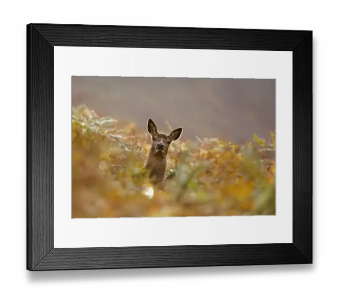 Framed Print : Red deer (Cervus elaphus) female amongst autumn foliage, Arran, Scotland, October 2013 Framed Print : Red deer (Cervus elaphus) female amongst autumn foliage, Arran, Scotland, October 2013