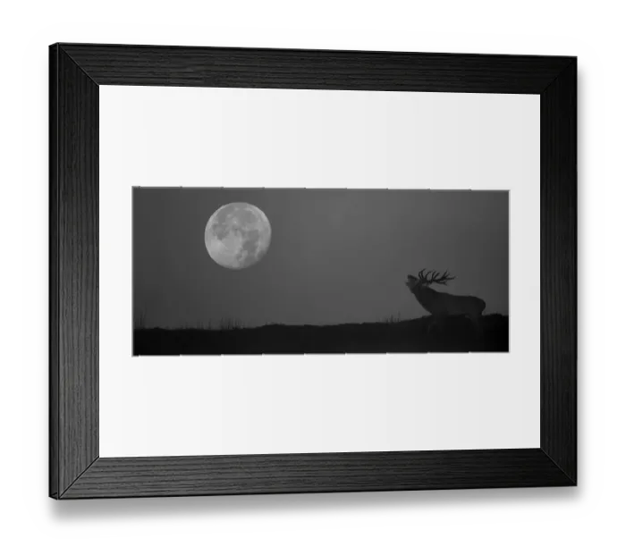 Framed Print : Red deer (Cervus elaphus) stag bellowing during rut, at night with full moon, Derbyshire Framed Print : Red deer (Cervus elaphus) stag bellowing during rut, at night with full moon, Derbyshire