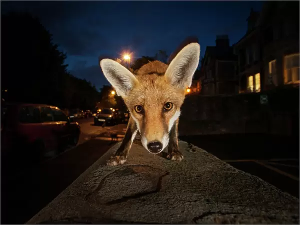 Young urban Red fox (Vulpes vulpes). Bristol, UK. August