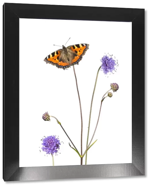 Devil s-bit scabious (Succisa pratensis) and Small tortoiseshell butterfly (Aglais