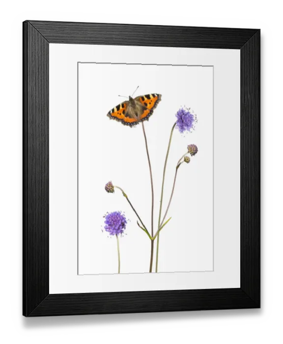 Framed Print : Devil s-bit scabious (Succisa pratensis) and Small tortoiseshell butterfly (Aglais Framed Print : Devil s-bit scabious (Succisa pratensis) and Small tortoiseshell butterfly (Aglais
