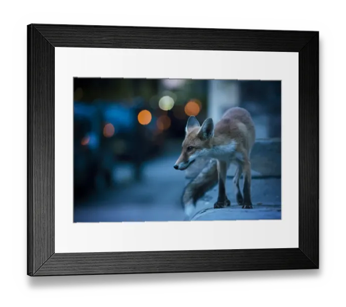 Framed Print : Young urban Red fox (Vulpes vulpes) with street lights behind. Bristol, UK. August Framed Print : Young urban Red fox (Vulpes vulpes) with street lights behind. Bristol, UK. August