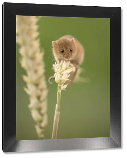 Harvest mouse (Micromys minutus) on wheat stem, Devon, UK (captive). May