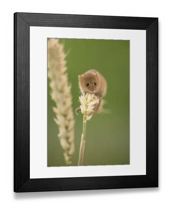 Framed Print : Harvest mouse (Micromys minutus) on wheat stem, Devon, UK (captive). May Framed Print : Harvest mouse (Micromys minutus) on wheat stem, Devon, UK (captive). May