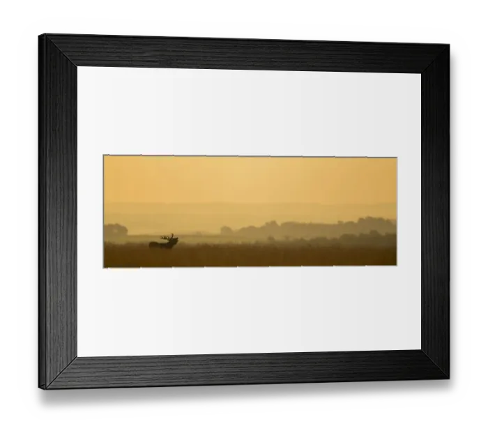 Framed Print : Red deer (Cervus elaphus) stag bellowing, at dawn during rut, Derbyshire, UK Framed Print : Red deer (Cervus elaphus) stag bellowing, at dawn during rut, Derbyshire, UK