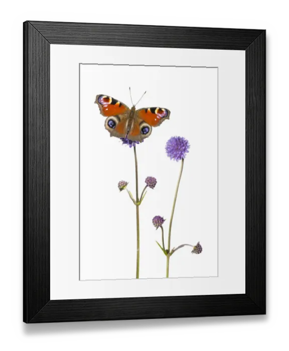 Framed Print : Devil s-bit scabious (Succisa pratensis) and Peacock butterfly (Inachis io) Peak Framed Print : Devil s-bit scabious (Succisa pratensis) and Peacock butterfly (Inachis io) Peak