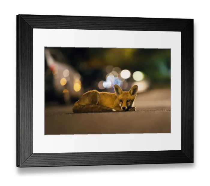 Framed Print : Young urban Red fox (Vulpes vulpes) lying in road with street lights behind. Bristol Framed Print : Young urban Red fox (Vulpes vulpes) lying in road with street lights behind. Bristol