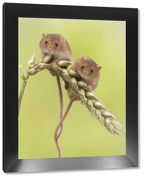 Harvest mice (Micromys minutus) two on wheat, UK, June, captive