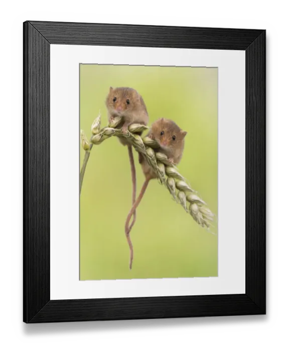 Framed Print : Harvest mice (Micromys minutus) two on wheat, UK, June, captive Framed Print : Harvest mice (Micromys minutus) two on wheat, UK, June, captive