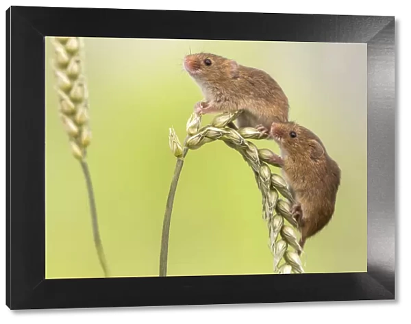 Harvest mice (Micromys minutus), UK, June, captive