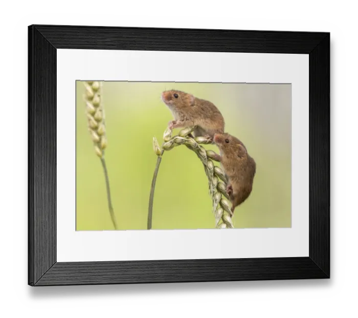 Framed Print : Harvest mice (Micromys minutus), UK, June, captive Framed Print : Harvest mice (Micromys minutus), UK, June, captive