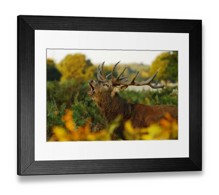 Framed Print : Red deer (Cervus elaphus) stag bellowing. Surrey, UK, October Framed Print : Red deer (Cervus elaphus) stag bellowing. Surrey, UK, October