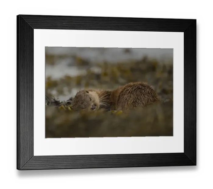 Framed Print : Otter (Lutra lutra) female rolling around in seaweed, Mull, Scotland, England, UK
