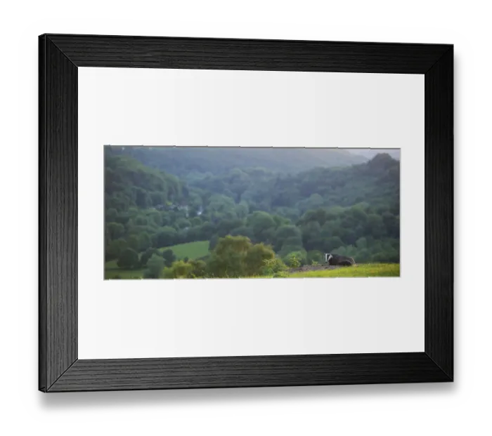 Framed Print : Badger (Meles meles) at entrance to sett, Derbyshire, England, UK, June Framed Print : Badger (Meles meles) at entrance to sett, Derbyshire, England, UK, June