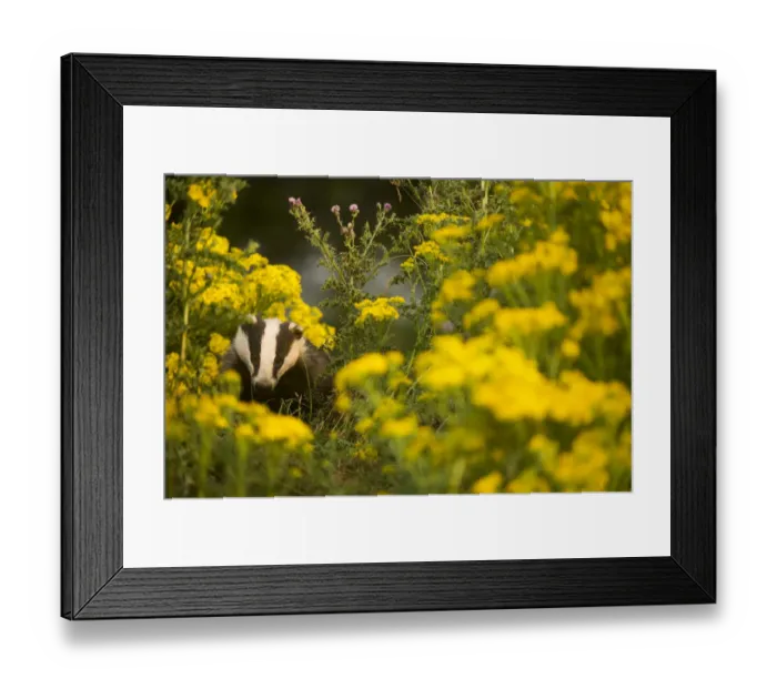 Framed Print : Badger (Meles meles) sub-adult badger among some ragwort, Derbyshire, England, UK, July Framed Print : Badger (Meles meles) sub-adult badger among some ragwort, Derbyshire, England, UK, July