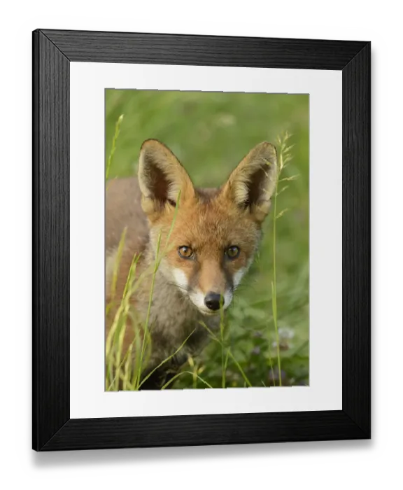 Framed Print : Young Red fox (Vulpes vulpes) portrait, Kent, UK, June Framed Print : Young Red fox (Vulpes vulpes) portrait, Kent, UK, June