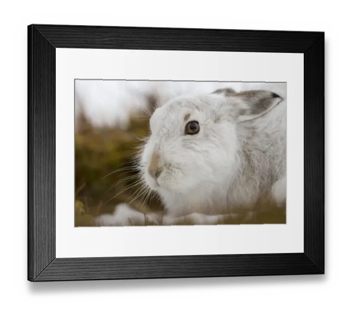 Framed Print : Mountain hare (Lepus timidus) on snow, Cairngorms National Park, Scotland. January