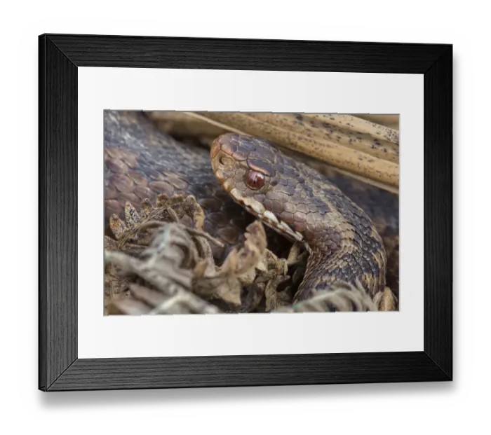 Framed Print : Adder (Vipera berus) basking amongst bracken fronds. Peak District National Park, Derbyshire, UK Framed Print : Adder (Vipera berus) basking amongst bracken fronds. Peak District National Park, Derbyshire, UK