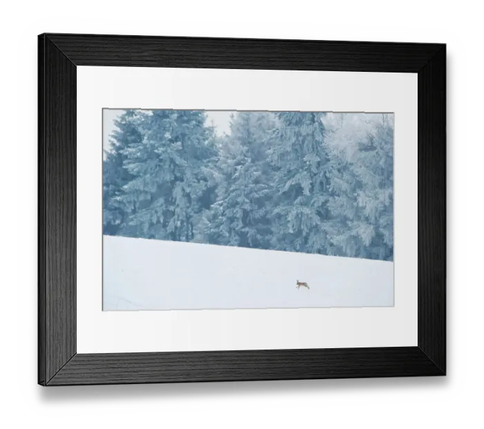 Framed Print : Brown hare (Lepus europaeus) adult running in wintery landscape. Derbyshire, UK, January Framed Print : Brown hare (Lepus europaeus) adult running in wintery landscape. Derbyshire, UK, January