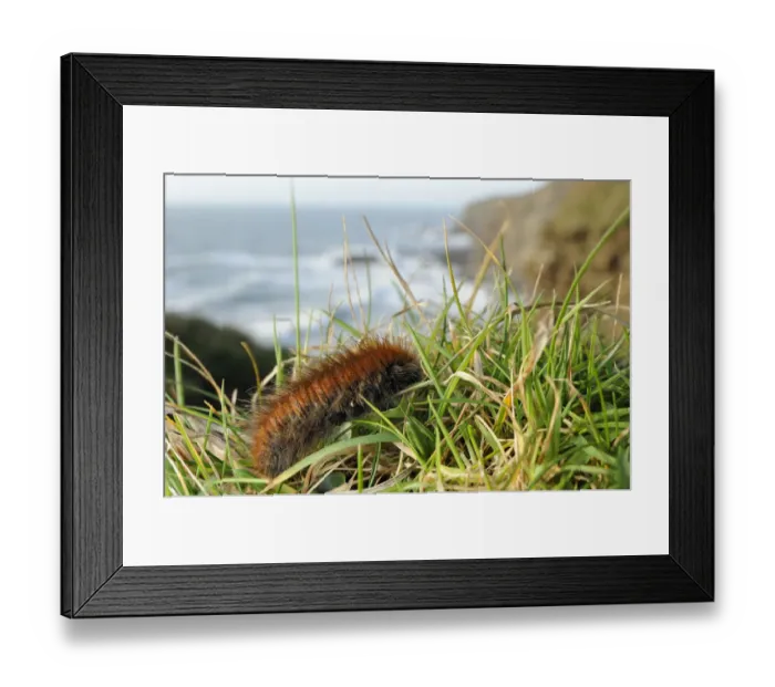 Framed Print : Fox moth caterpillar (Macrothylacia rubi) crawling along grassy cliff edge, near Bude Framed Print : Fox moth caterpillar (Macrothylacia rubi) crawling along grassy cliff edge, near Bude