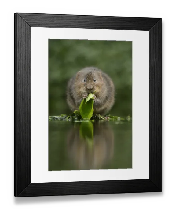 Framed Print : Water vole (Arvicola amphibius) feeding at edge of water, Kent, UK, December Framed Print : Water vole (Arvicola amphibius) feeding at edge of water, Kent, UK, December