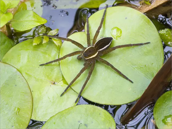 Fen raft spider  /  Great raft spider (Dolomedes plantarius) sub-adult. Norfolk Broads, UK, September
