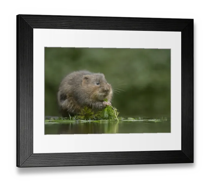 Framed Print : Water vole (Arvicola amphibius) feeding, Kent, UK, November Framed Print : Water vole (Arvicola amphibius) feeding, Kent, UK, November