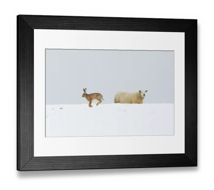 Framed Print : Brown hare (Lepus europaeus) adult bounding across a snow covered field in front of a nearby sheep Framed Print : Brown hare (Lepus europaeus) adult bounding across a snow covered field in front of a nearby sheep