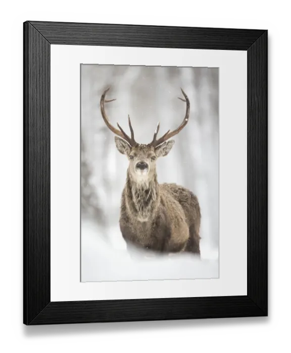 Framed Print : Red deer (Cervus elaphus) stag in the snow, Scotland, March Framed Print : Red deer (Cervus elaphus) stag in the snow, Scotland, March
