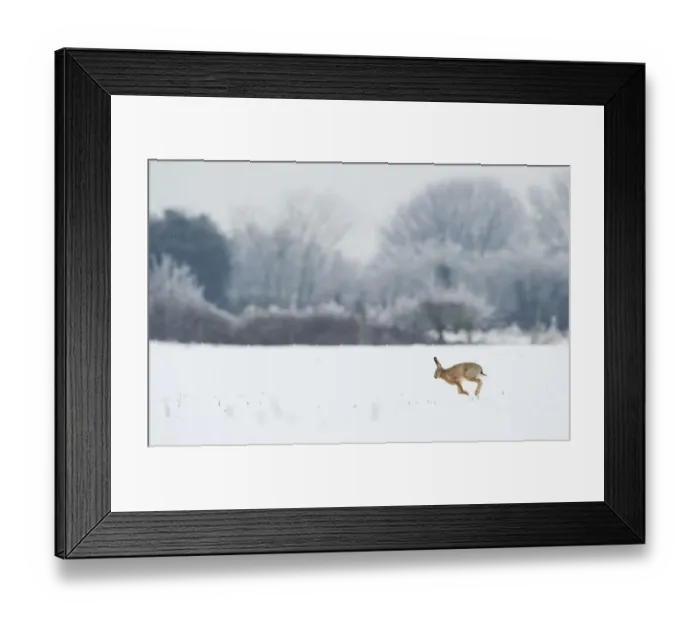 Framed Print : Brown hare (Lepus europaeus) adult running in wintery landscape. Derbyshire, UK, January