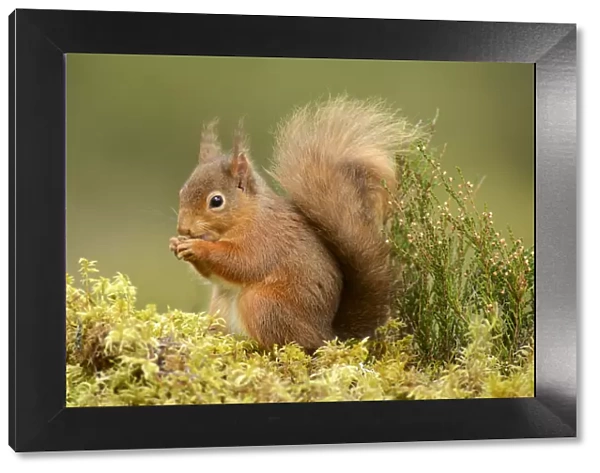 Red squirrel (Sciurus vulgaris) feeding, Black Isle, Scotland, UK, February