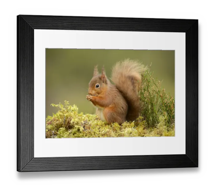 Framed Print : Red squirrel (Sciurus vulgaris) feeding, Black Isle, Scotland, UK, February Framed Print : Red squirrel (Sciurus vulgaris) feeding, Black Isle, Scotland, UK, February