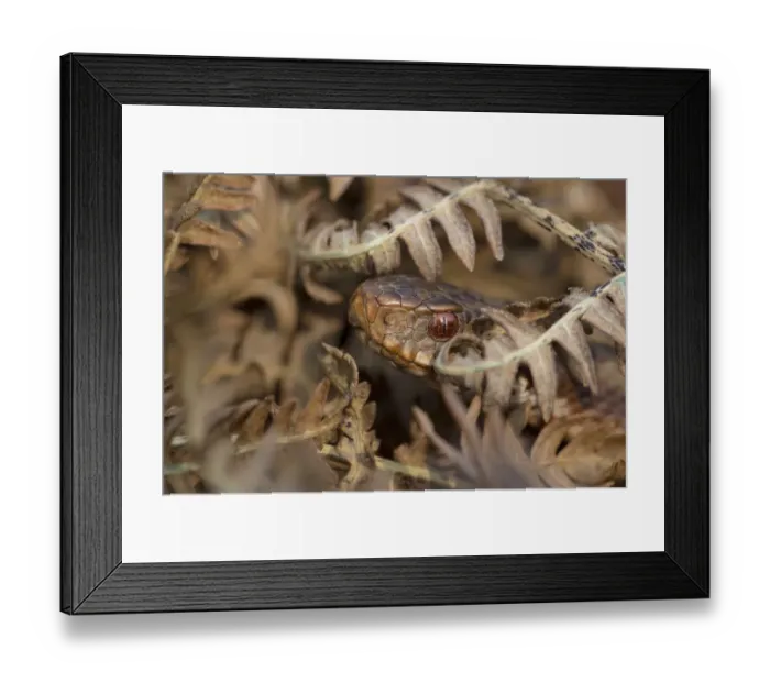 Framed Print : Adder (Vipera berus) basking amongst bracken fronds. Peak District National Park, Derbyshire, UK Framed Print : Adder (Vipera berus) basking amongst bracken fronds. Peak District National Park, Derbyshire, UK