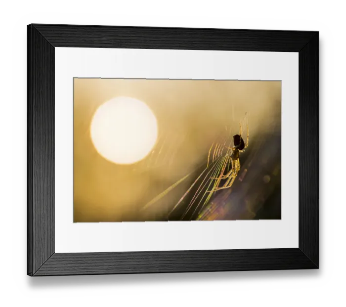 Framed Print : Long-jawed orbweaver (Metellina segmentata) in web at sunset. Dunwich Heath, Suffolk Framed Print : Long-jawed orbweaver (Metellina segmentata) in web at sunset. Dunwich Heath, Suffolk