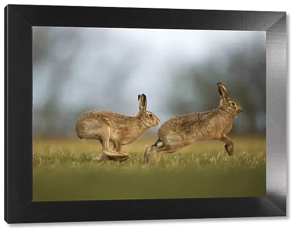 Brown hare (Lepus europaeus) adult male pursuing female, Derbyshire, UK, February