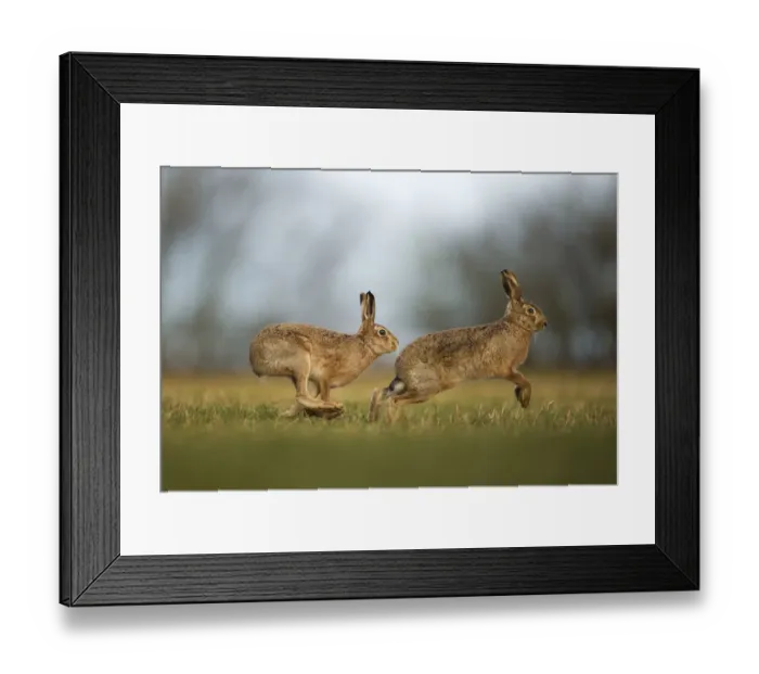 Framed Print : Brown hare (Lepus europaeus) adult male pursuing female, Derbyshire, UK, February Framed Print : Brown hare (Lepus europaeus) adult male pursuing female, Derbyshire, UK, February