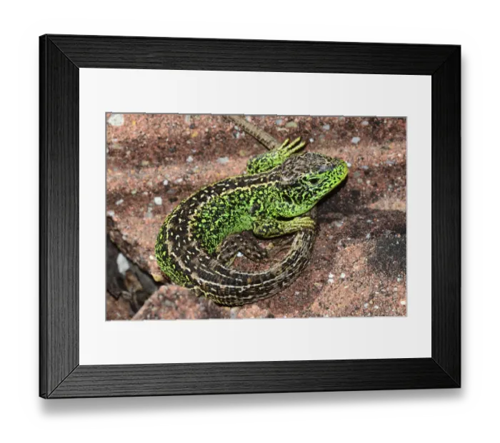 Framed Print : Sand lizard (Lacerta agilis) male basking. Dorset, England, UK, May Framed Print : Sand lizard (Lacerta agilis) male basking. Dorset, England, UK, May