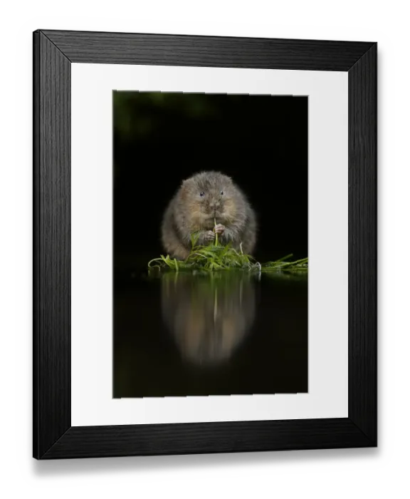 Framed Print : Water vole (Arvicola amphibius) feeding at edge of water, Kent, UK, December Framed Print : Water vole (Arvicola amphibius) feeding at edge of water, Kent, UK, December