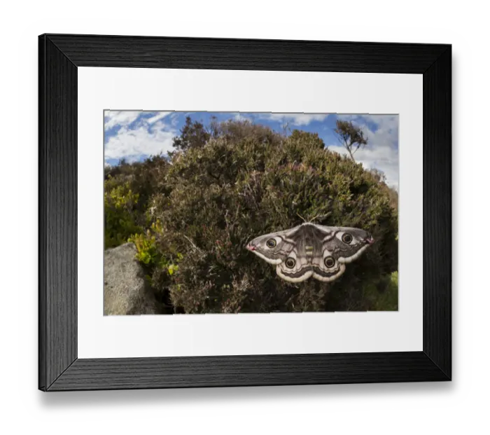 Framed Print : Emperor moth (Saturnia pavonia) female wide angle view showing heather moorland habitat Framed Print : Emperor moth (Saturnia pavonia) female wide angle view showing heather moorland habitat