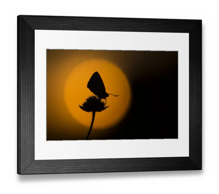 Framed Print : Chalkhill blue adult (Lysandra coridon) silhouetted at dusk against red sky, Cambridgeshire