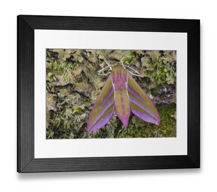 Framed Print : Elephant hawkmoth (Deilephila elpenor) Peak District National Park, Derbyshire, UK. June Framed Print : Elephant hawkmoth (Deilephila elpenor) Peak District National Park, Derbyshire, UK. June