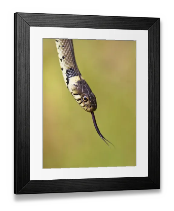 Framed Print : Grass snake (Natrix natrix) flicking tongue, Hampstead Heath, London, England, UK, August Framed Print : Grass snake (Natrix natrix) flicking tongue, Hampstead Heath, London, England, UK, August