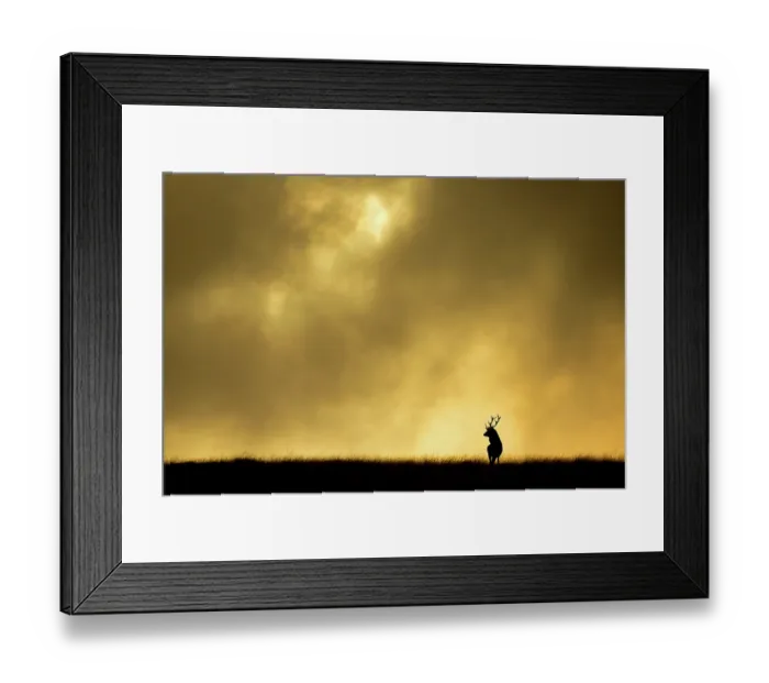 Framed Print : Red deer stag (Cervus elaphus) silhouetted against sky at dusk, Cheshire, October 2014 Framed Print : Red deer stag (Cervus elaphus) silhouetted against sky at dusk, Cheshire, October 2014