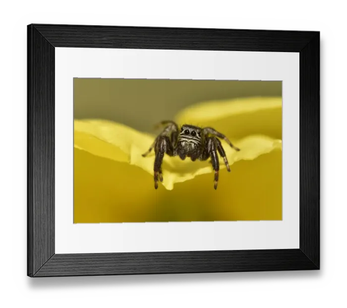 Framed Print : Jumping spider (Evarcha arcuata) on edge of evening primrose flower, Surrey, England Framed Print : Jumping spider (Evarcha arcuata) on edge of evening primrose flower, Surrey, England