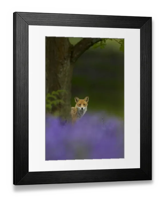 Framed Print : Red fox (Vulpes vulpes) peering from behind tree with bluebells in foreground, Cheshire Framed Print : Red fox (Vulpes vulpes) peering from behind tree with bluebells in foreground, Cheshire