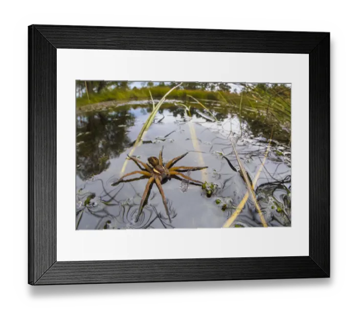Framed Print : Raft Spider (Dolomedes fimbriatus) female on heathland pool Framed Print : Raft Spider (Dolomedes fimbriatus) female on heathland pool